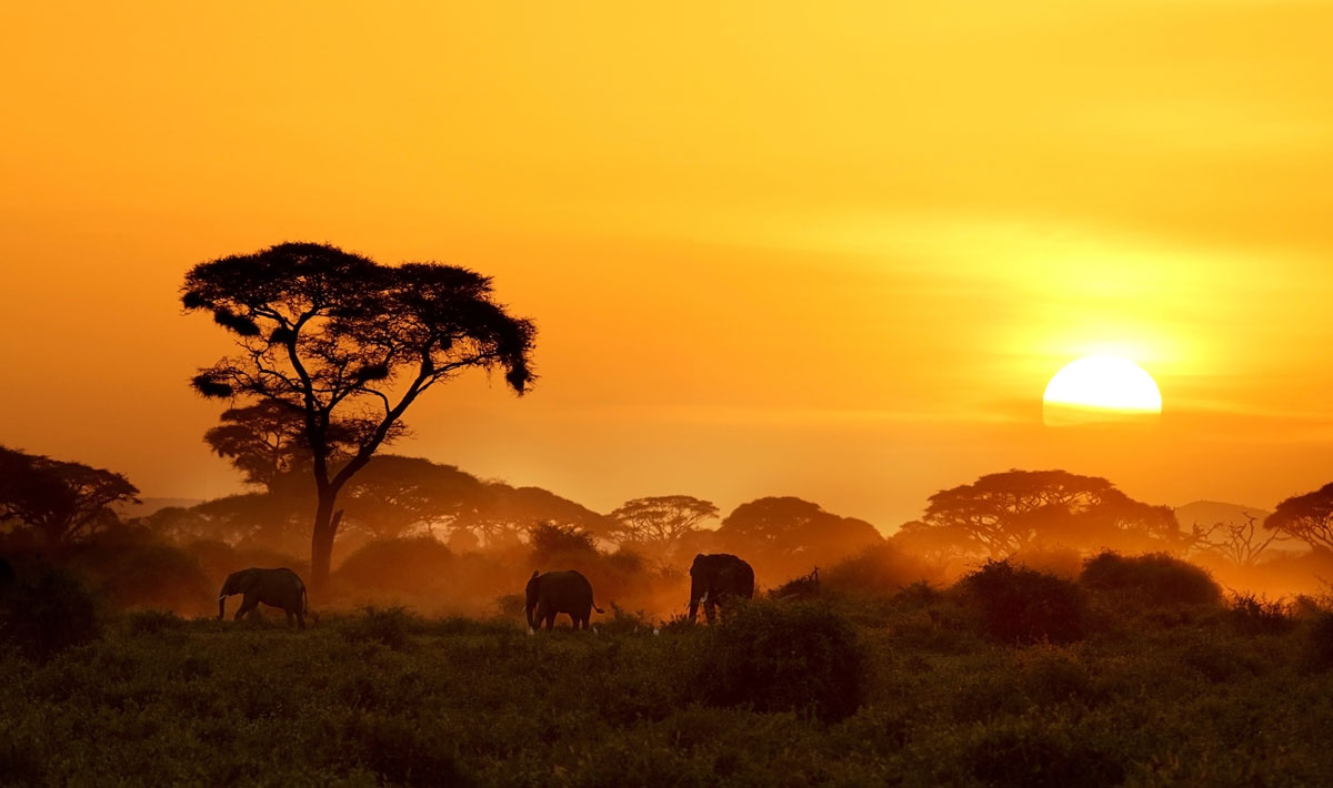 African elephants walking through the bushveld at sunset